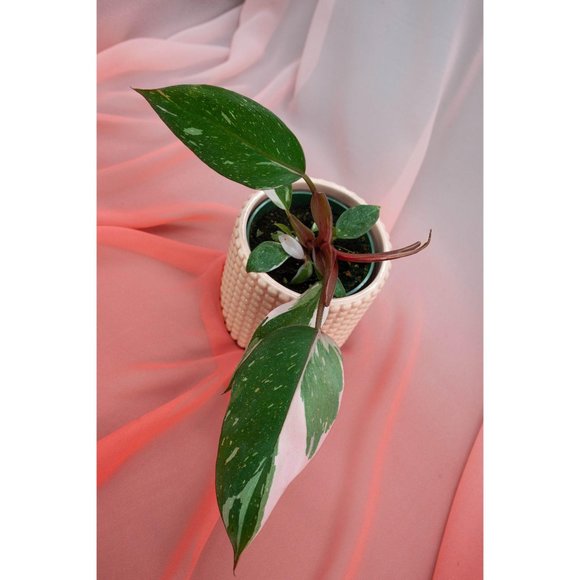 Pink Princess Philodendron 4" US Seller | RARE - Picture 4 of 5